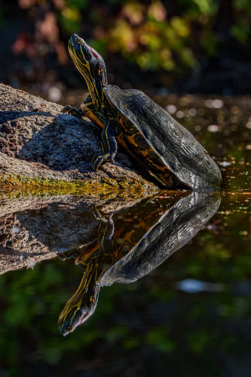 Point Defiance Park - Image 1