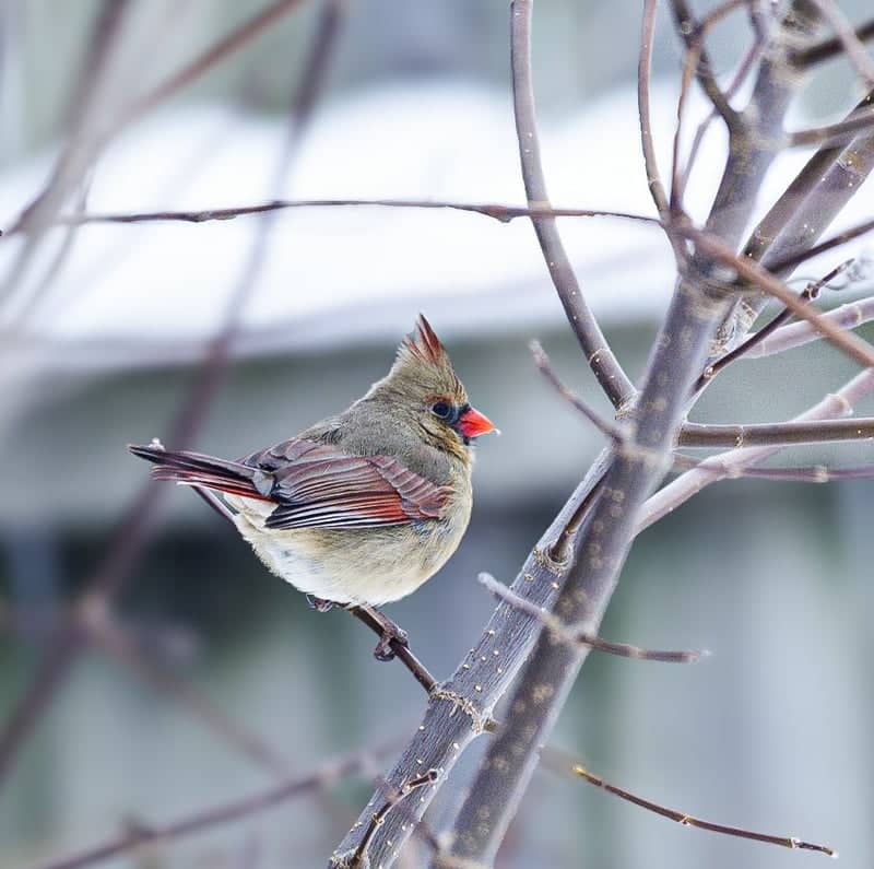 Hopkins Rural Birding Spot - Image 1