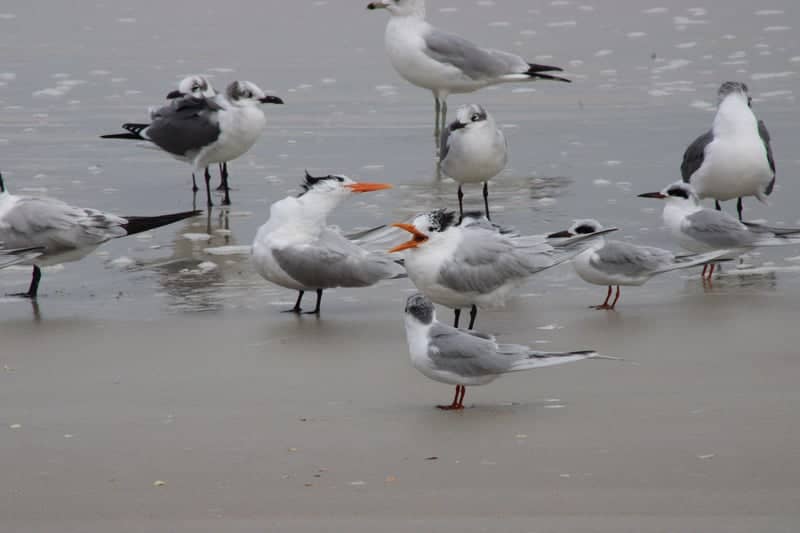 Palm Coast Beach Shoreline - Image 1