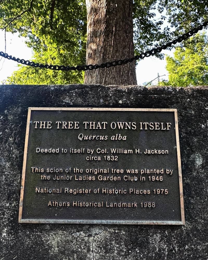 The Tree That Owns Itself - Image 1