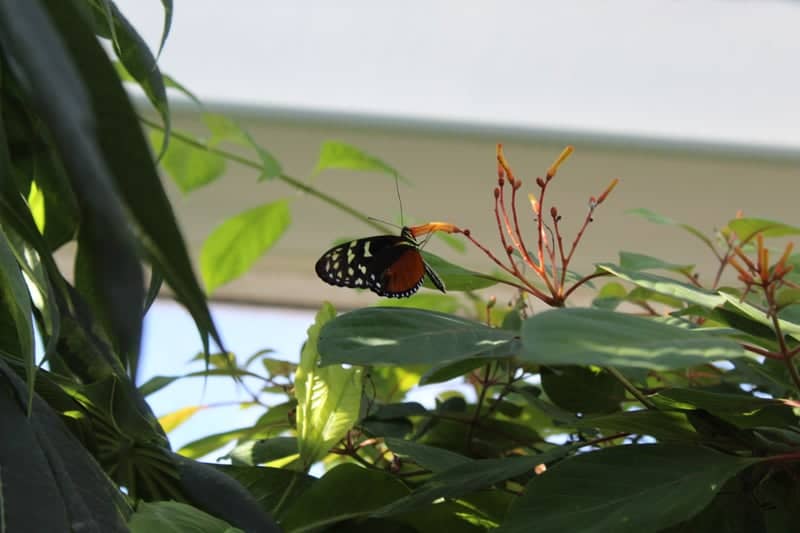 Tennessee Aquarium Butterfly Pavilion - Image 1