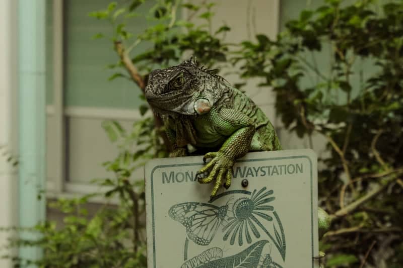 Lynn University Monarch Waystation - Image 1