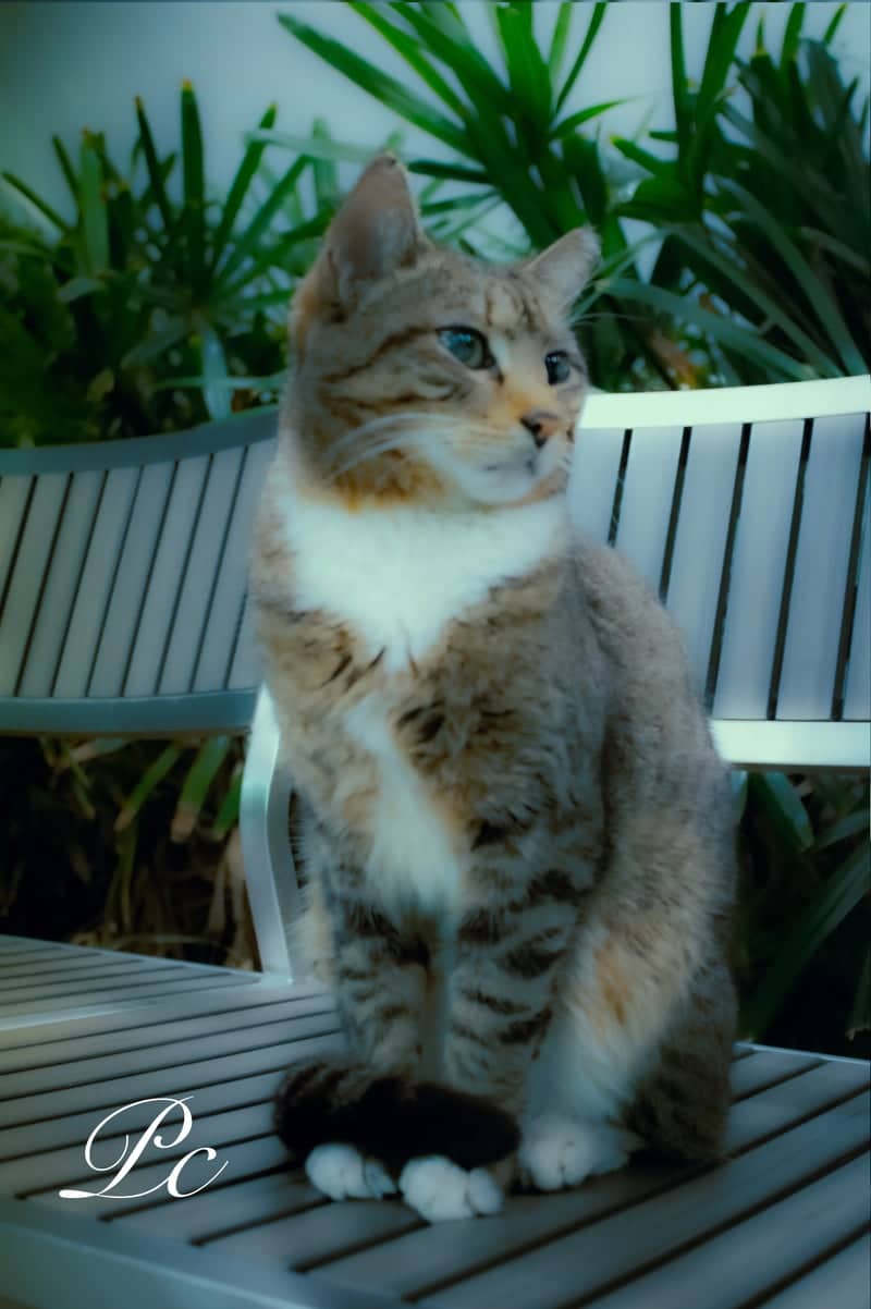 Mizner Park Gardens - Image 1