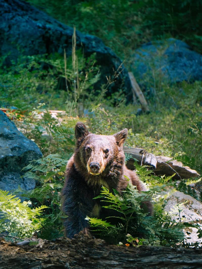 Giant Forest, Sequoia National Park - Image 1