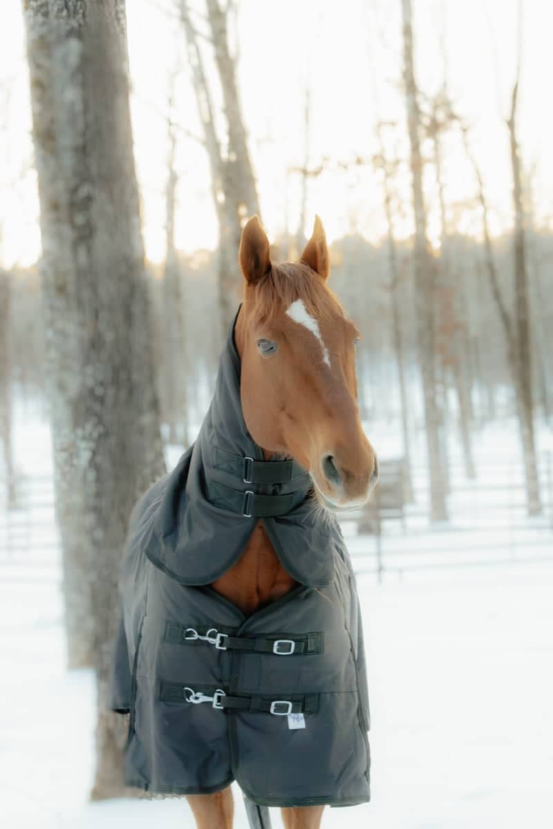 Cabot Equestrian Farm - Image 1