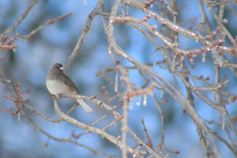 Cherry Blossom Lane Birding - Image 1