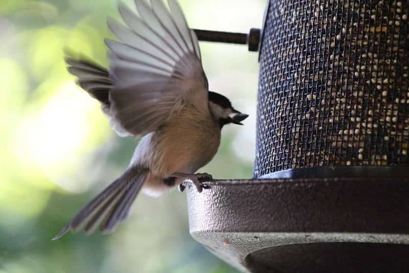 Tallahassee Garden Bird Sanctuary - Image 1