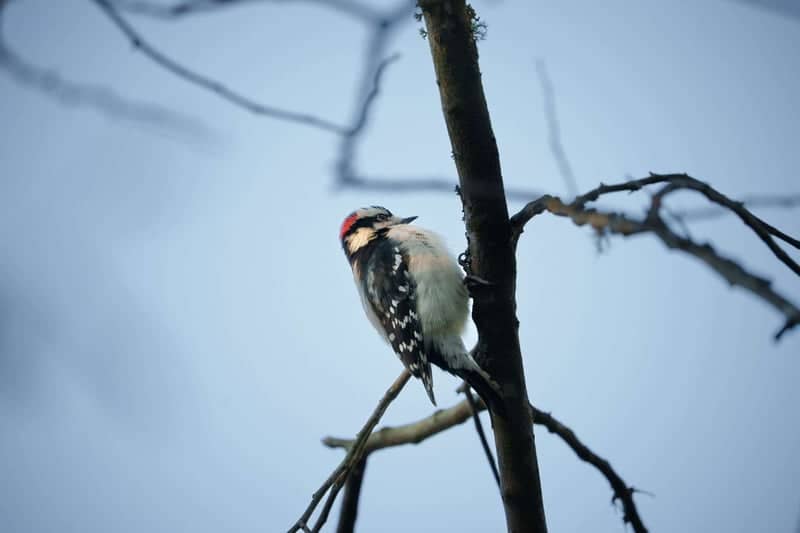 Pineville Woodlands - Image 1