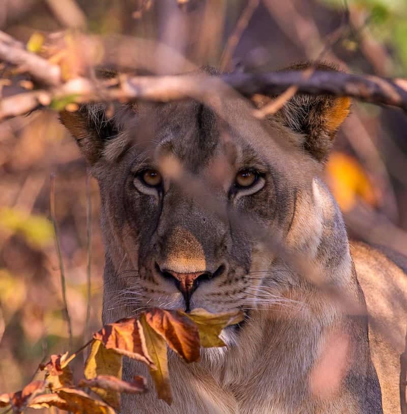 Majete Wildlife Reserve - Image 1