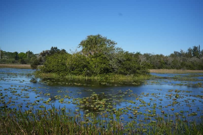Tree Tops Park Wetlands - Image 1