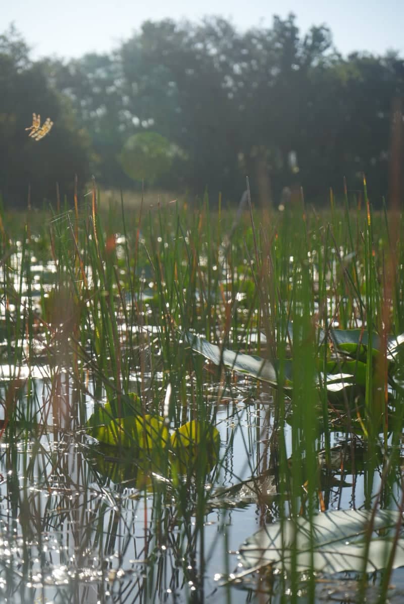 Southwest Ranches Wetlands - Image 1