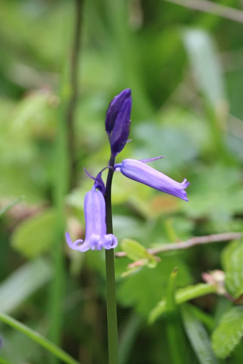 Ruislip Woods National Nature Reserve - Image 1