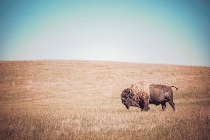 Custer State Park Wildlife Loop - Image 1