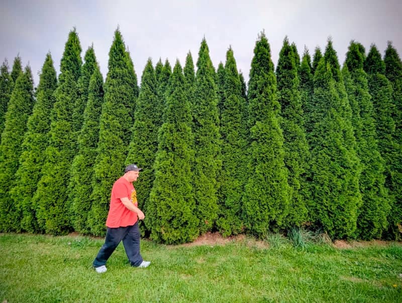 Carlton Street Evergreen Wall - Image 1