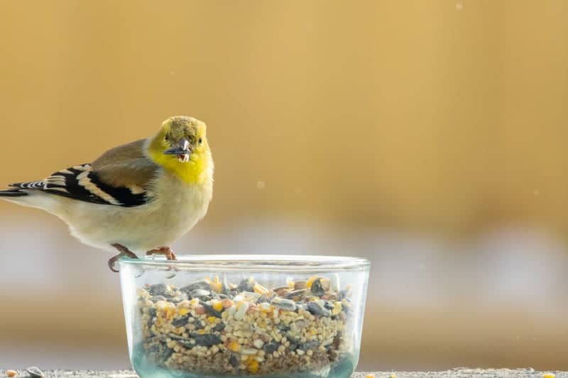 Linden Backyard Birding - Image 1