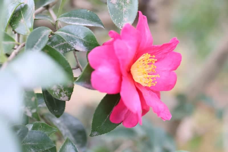 Kokubunichiba Neighborhood Flora - Image 1