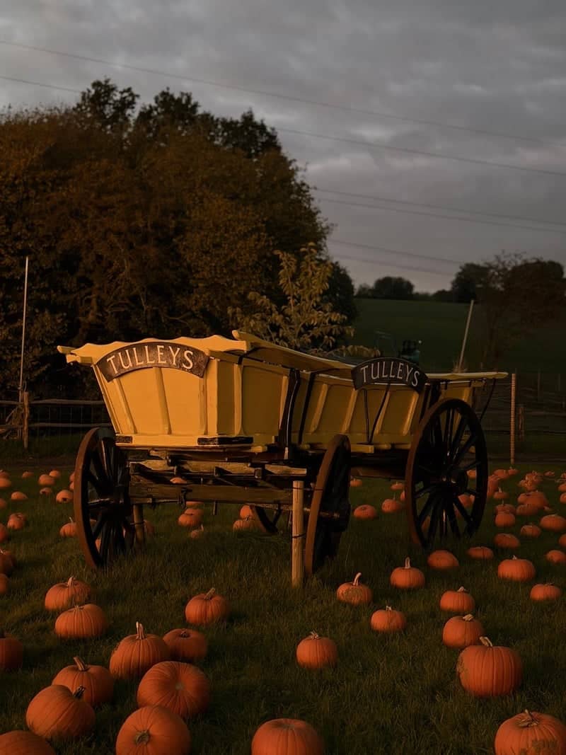 Tulleys Farm Pumpkin Patch - Image 1