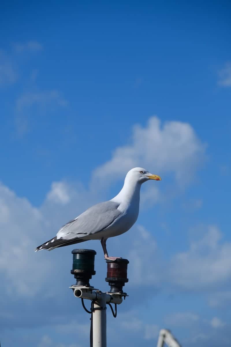 Whitstable Harbour - Image 1