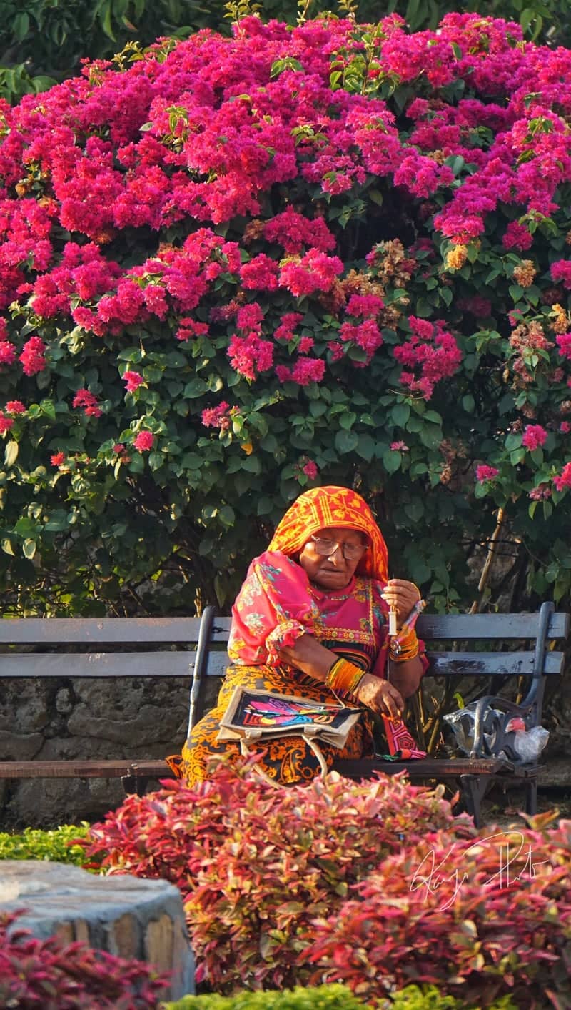 Vibrant Bougainvillea Garden - Image 1