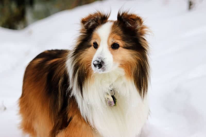 Fonthill Winter Trails - Image 1