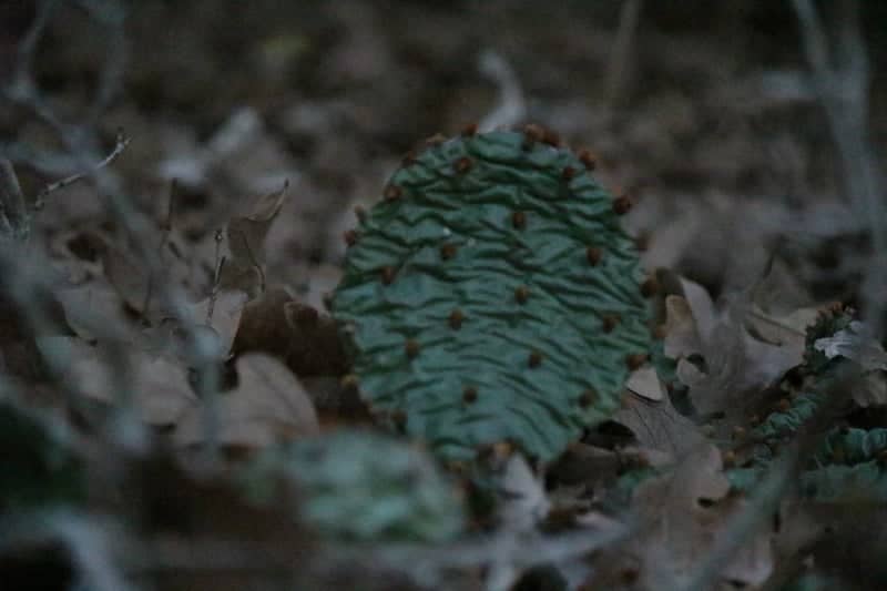 Spring Meadows Wooded Trail - Image 1
