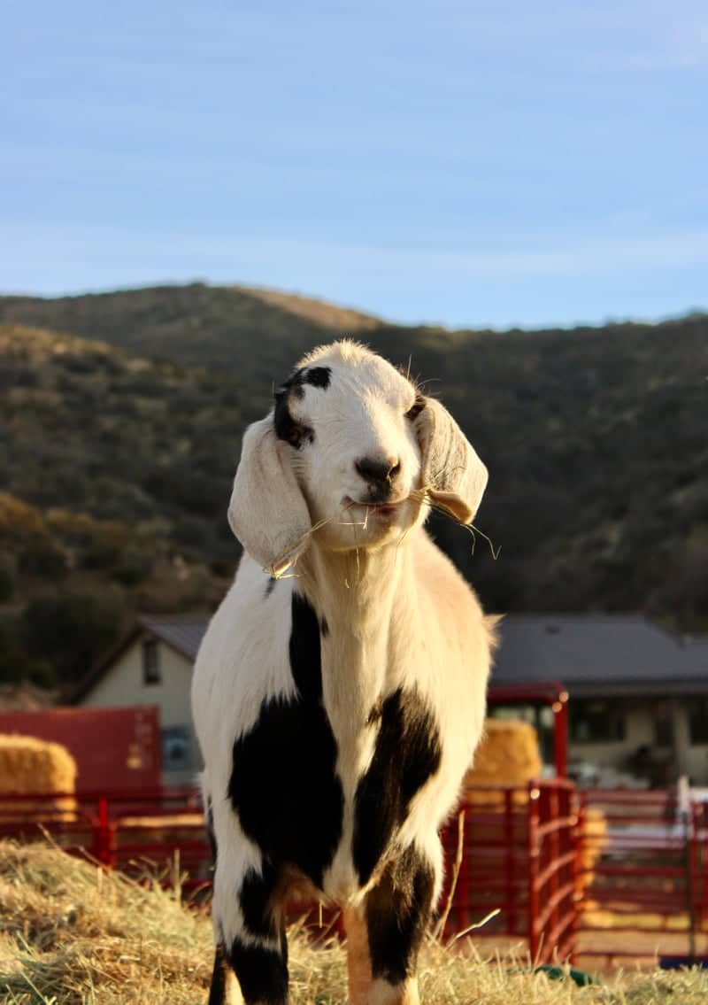 San Bernardino Foothills Farm - Image 1