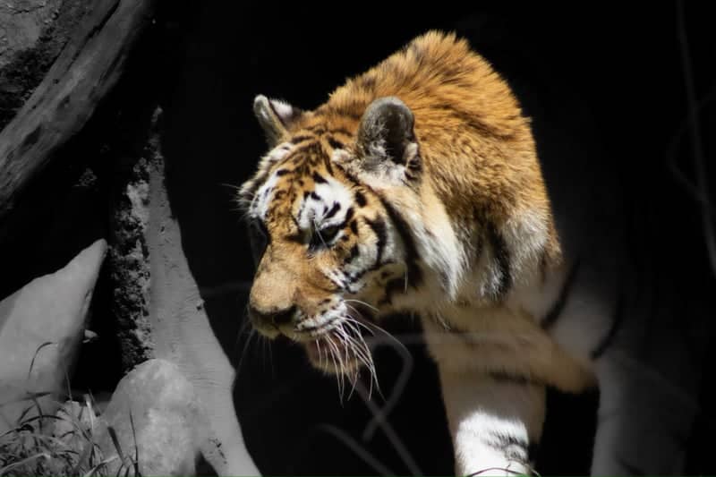Riverbanks Zoo & Garden - Image 2