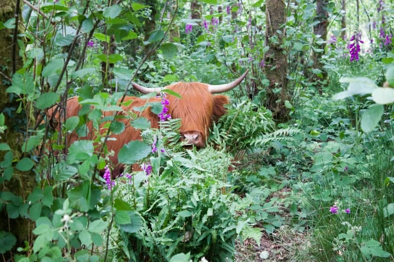 Forest of Dean Woodland - Image 1