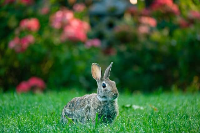 Ronkonkoma Garden Wildlife - Image 1