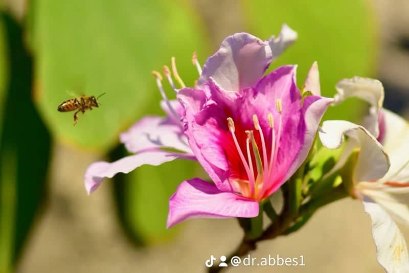Garden Grove Orchid Tree Garden - Image 1