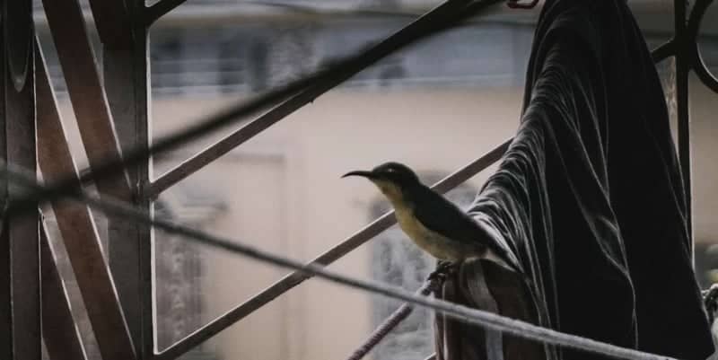 Urban Balcony Bird Perch - Image 1