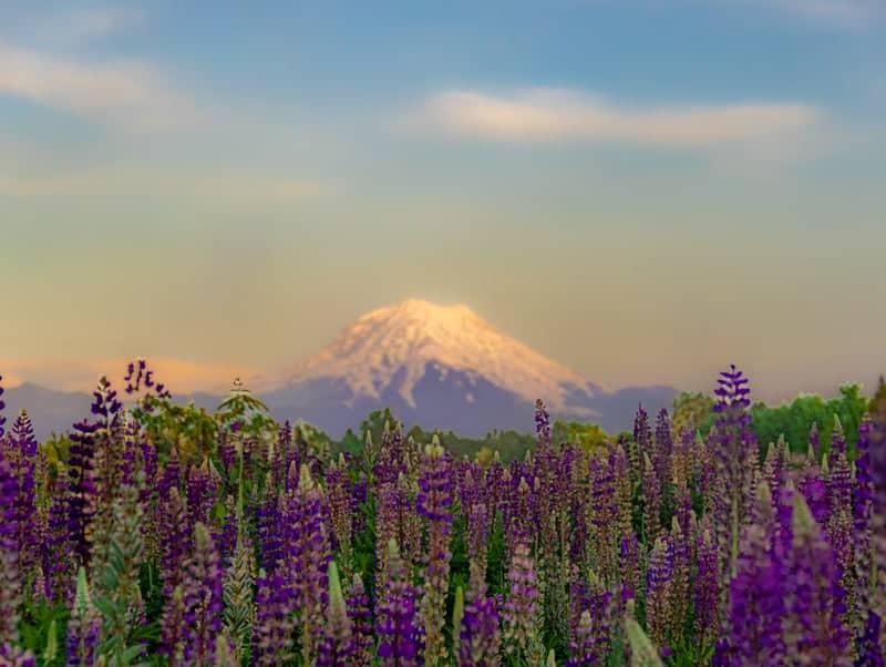 Mount Rainier View from Puyallup Valley - Image 1