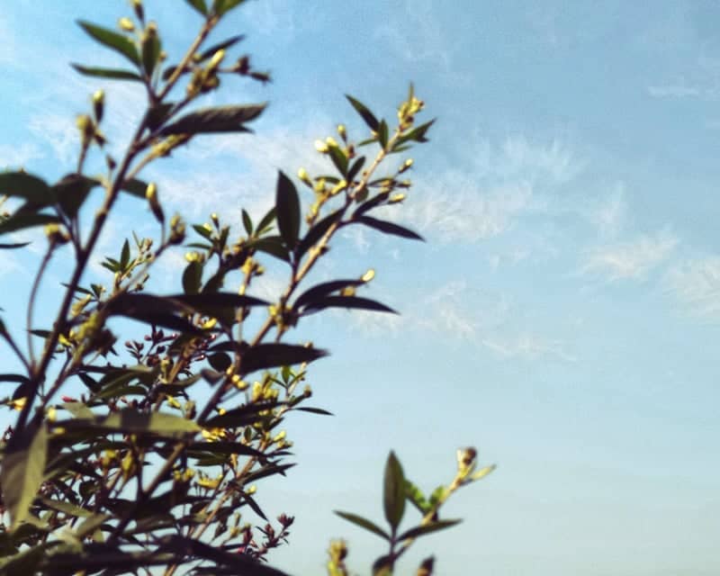Semalar Rural Flora - Image 1