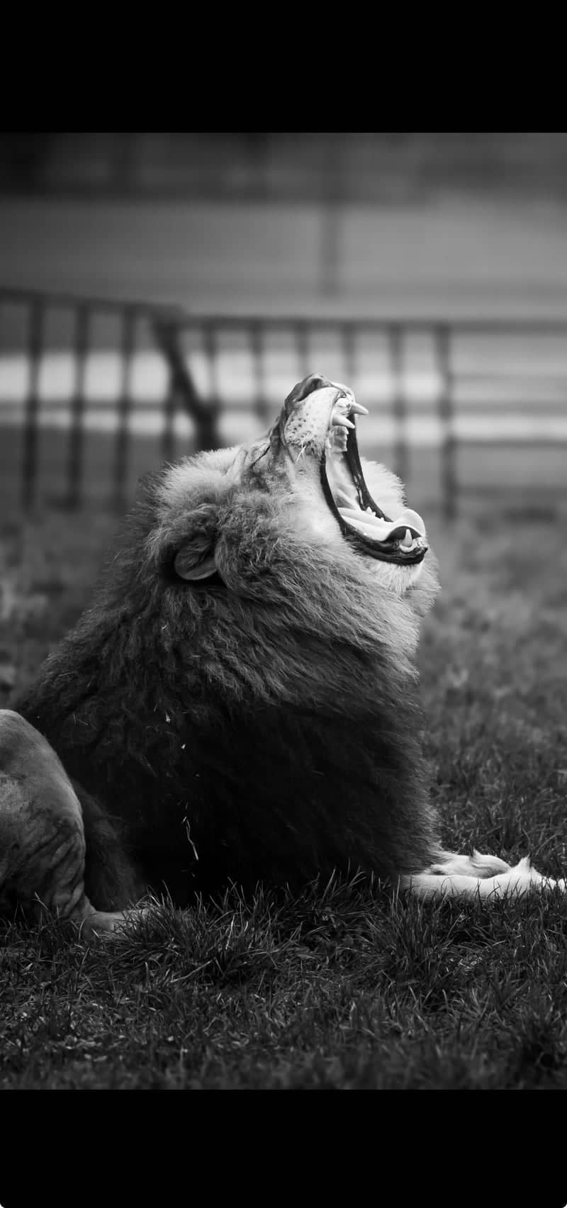 Hamerton Zoo Park - Image 1
