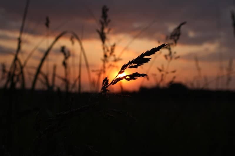 Northwood Prairie - Image 1