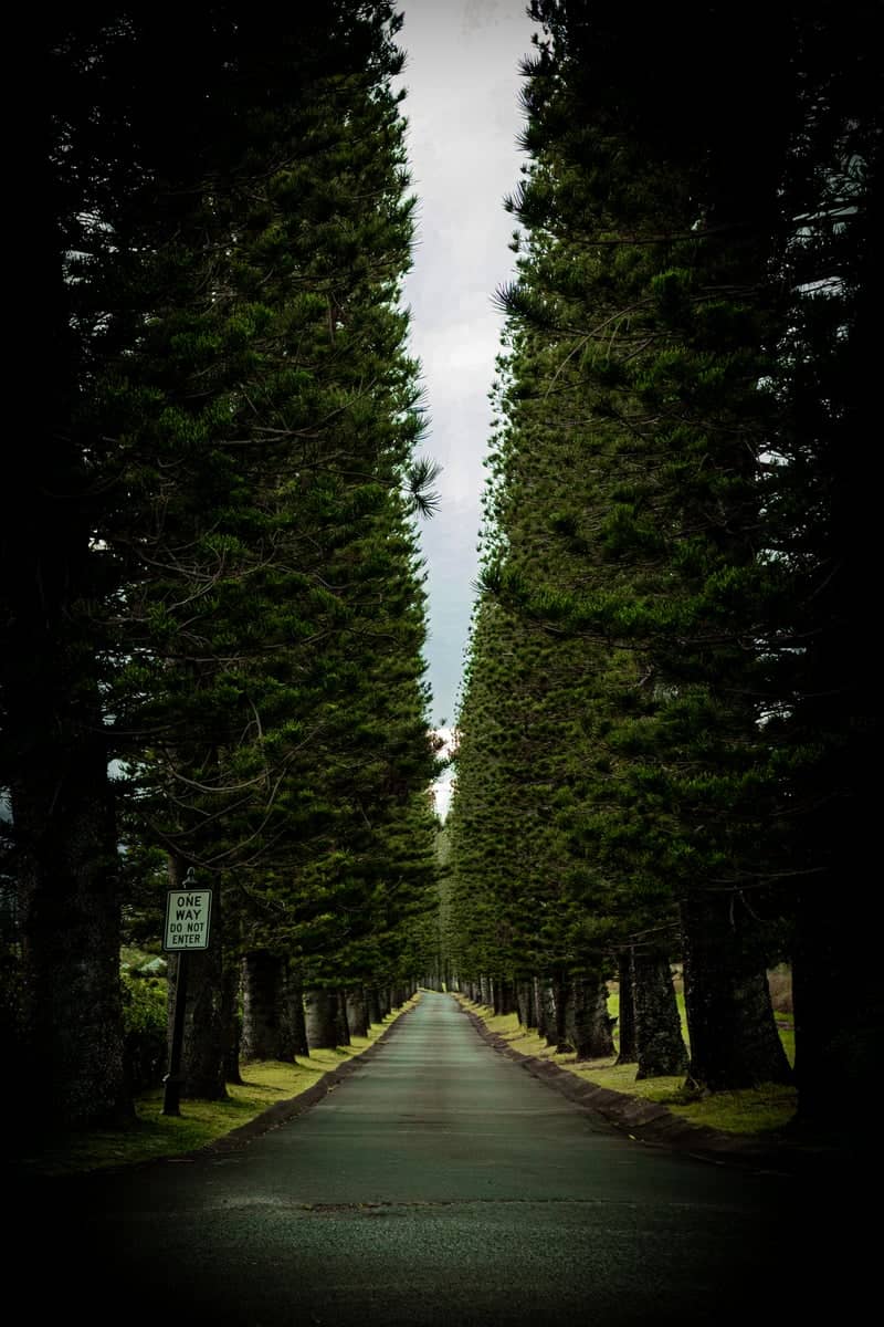 Kapalua Pine Tree Road - Image 1