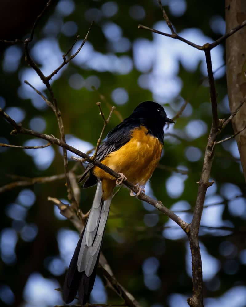 Wailuku Foothills Birding - Image 1