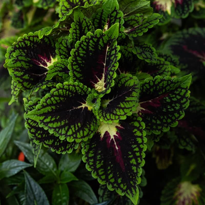 Niagara Parks Botanical Gardens - Image 1