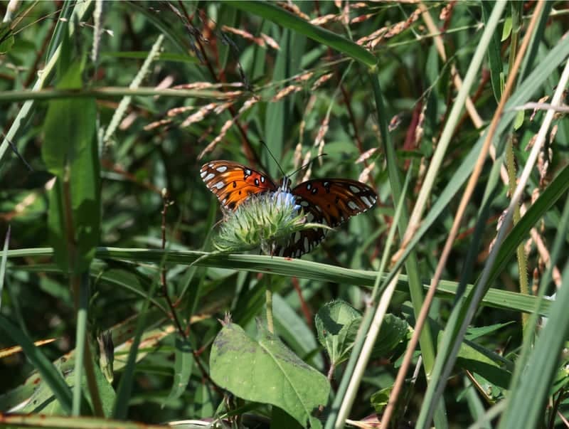 Wadley Roadside Meadow - Image 1