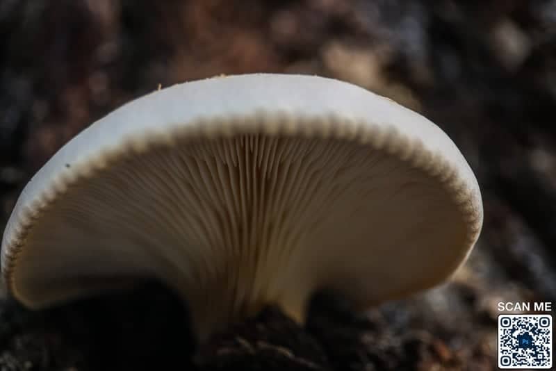 Guadalupe River Park Trail - Image 1