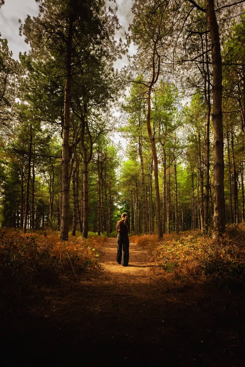 RAF Woodhall Spa Woodland - Image 1