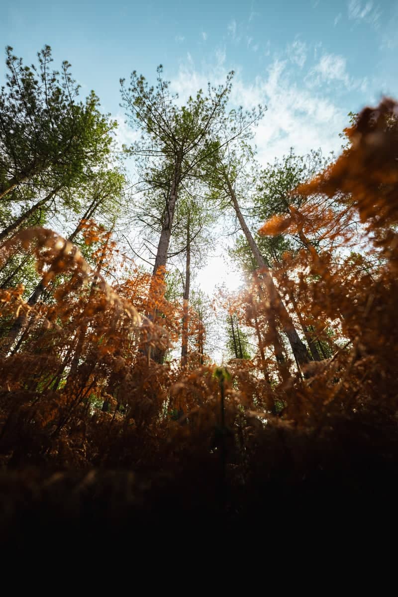 RAF Woodhall Spa Woodland - Image 2