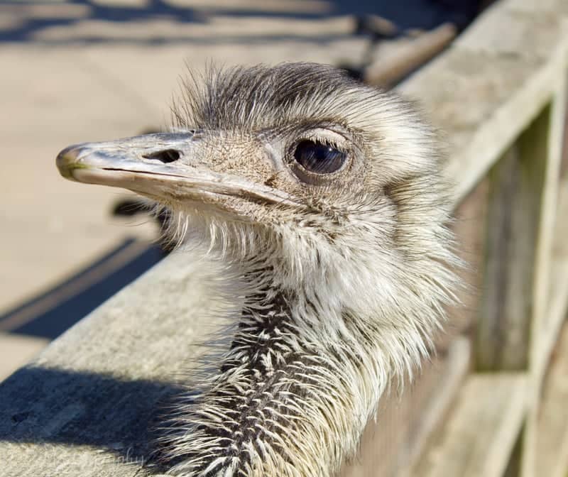 Woolaroc Museum & Wildlife Preserve - Image 1