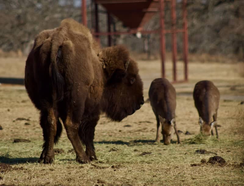 Woolaroc Museum & Wildlife Preserve - Image 1