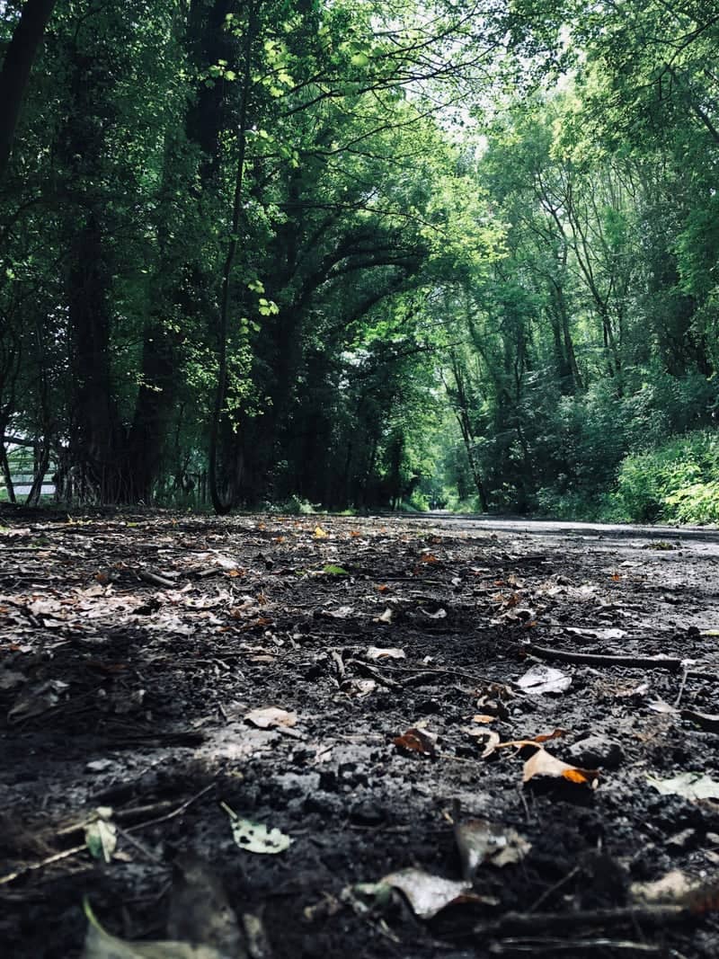 Richmond Woodland Trail - Image 1