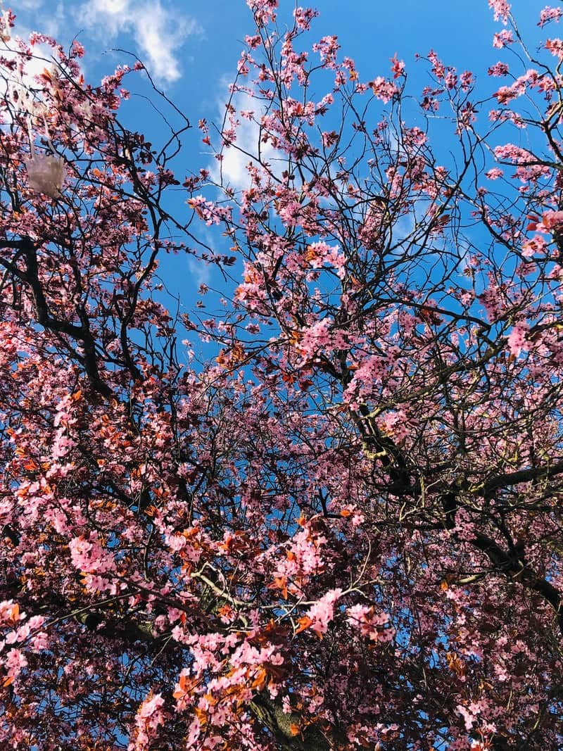 Hundens Lane Cherry Blossoms - Image 1