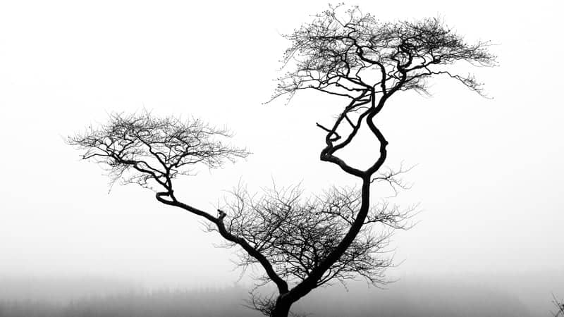 Fairlie Moor Lone Tree - Image 1