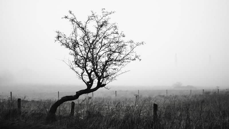 Gleniffer Braes Lone Tree - Image 1