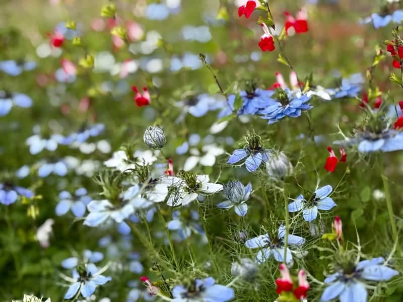 Stourpaine Cottage Garden - Image 1