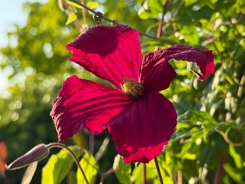 Stourpaine Village Garden - Image 1